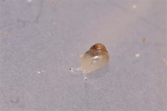 Elasmias wakefieldiae