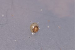 Elasmias wakefieldiae