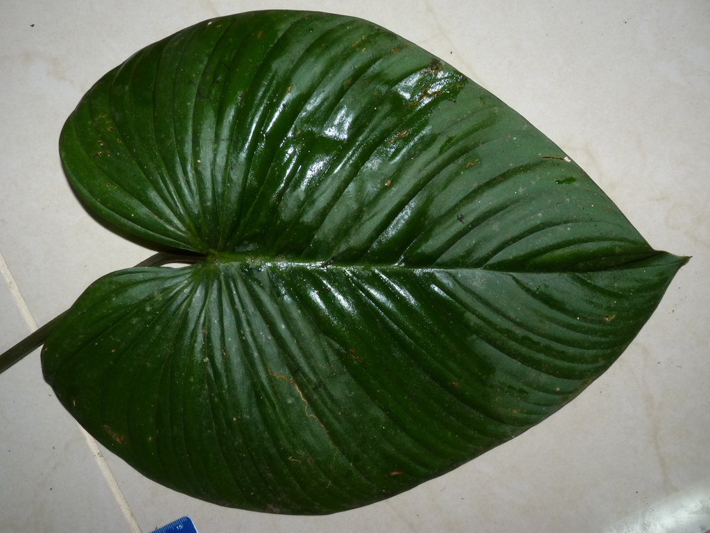 giant ground philodendron (Philodendron grandipes) · iNaturalist
