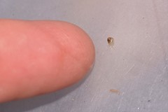 Elasmias wakefieldiae