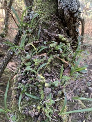 Polystachya ottoniana