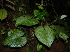 Philodendron grandipes