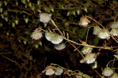 Laggera crispata