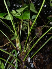 Philodendron grandipes