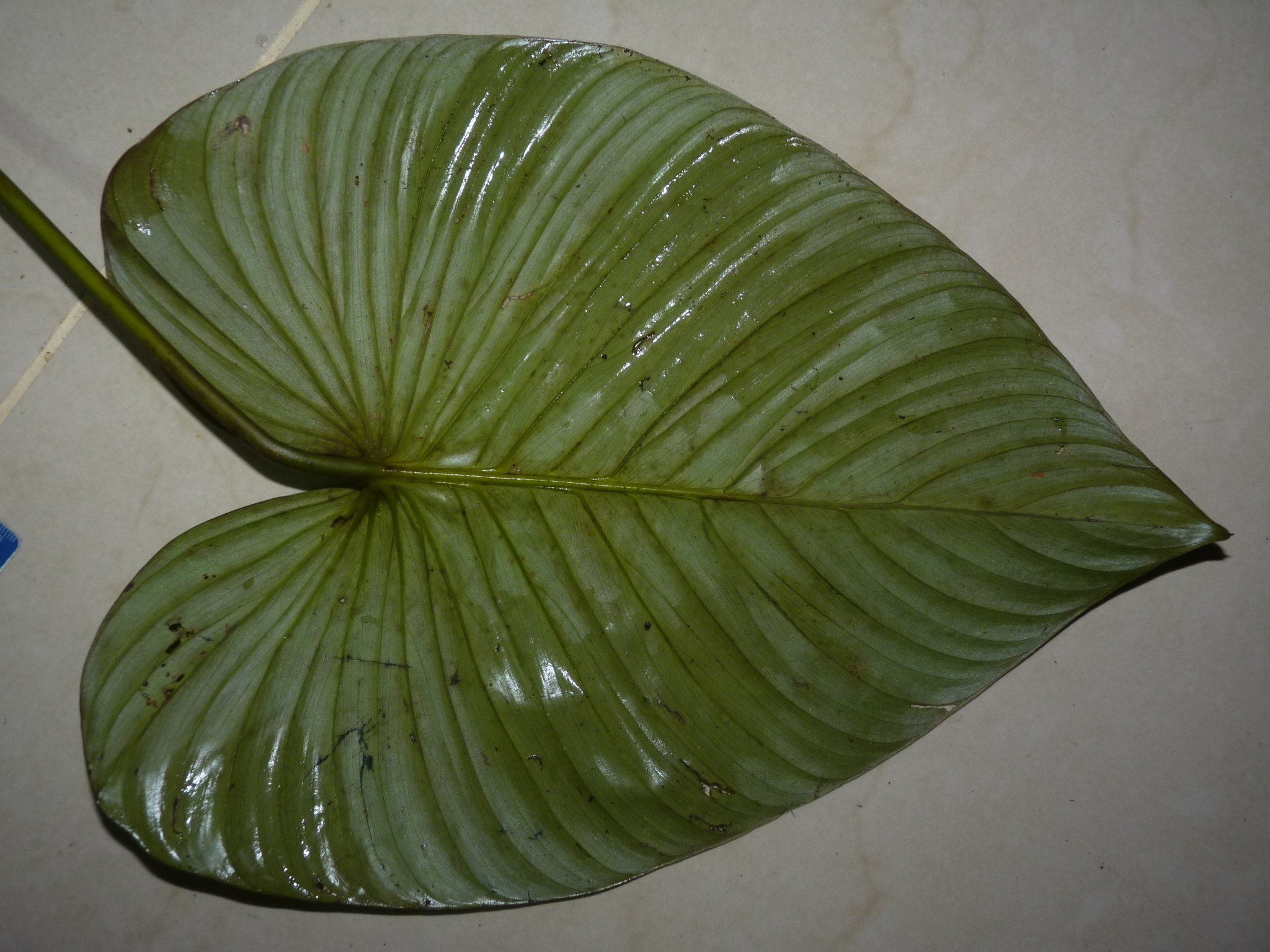 giant ground philodendron (Philodendron grandipes) · iNaturalist