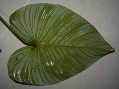 Philodendron grandipes