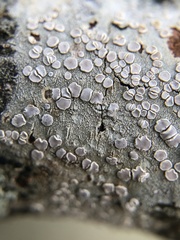 Lecanora subpallens