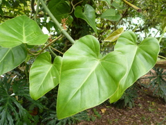Philodendron hederaceum