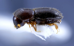 Xyleborinus saxesenii