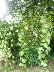 Philodendron hederaceum