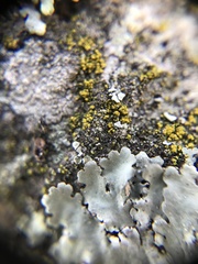 Candelariella xanthostigmoides