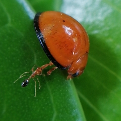 Coccinellidae