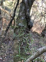 Polystachya ottoniana