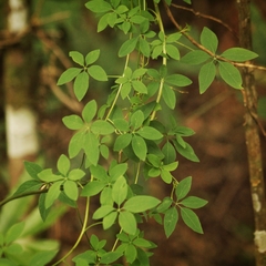 Tropaeolum pentaphyllum