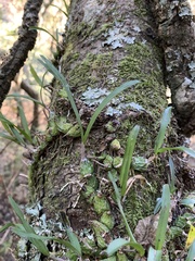 Polystachya ottoniana