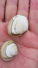 Macoma