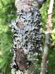 Parmotrema submarginale