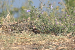 Passer hispaniolensis
