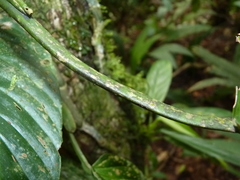 Philodendron platypetiolatum