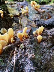 Spathulariopsis velutipes