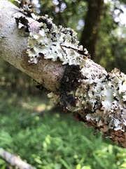 Parmotrema submarginale