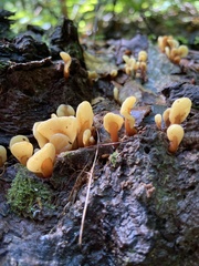 Spathulariopsis velutipes