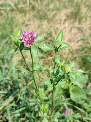 Liriomyza congesta