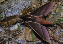 Theretra pallicosta