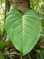 Philodendron platypetiolatum