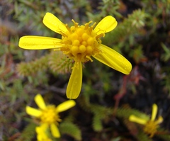 Senecio retortus