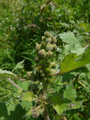 Xanthium orientale riparium