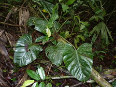 Philodendron platypetiolatum