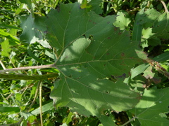 Xanthium orientale riparium