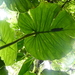 Philodendron pterotum - Photo (c) Nate Hartley, some rights reserved (CC BY-NC), uploaded by Nate Hartley