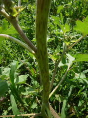 Xanthium orientale riparium