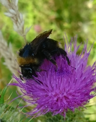 Bombus campestris