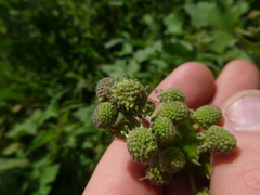 Xanthium orientale riparium