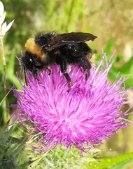 Bombus campestris