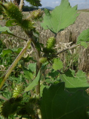 Xanthium orientale riparium