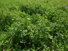 Xanthium orientale riparium