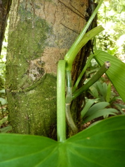 Philodendron platypetiolatum