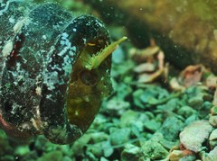 Parablennius tentacularis