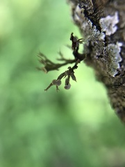 Ramalina culbersoniorum