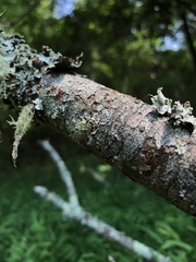 Ramalina culbersoniorum