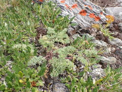 Phlojodicarpus