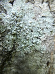 Pertusaria paratuberculifera