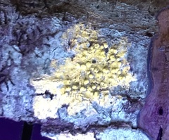 Pertusaria paratuberculifera