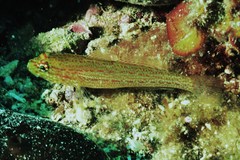 Gobius auratus