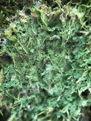 Phyllopsora corallina