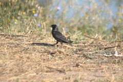 Sturnus unicolor